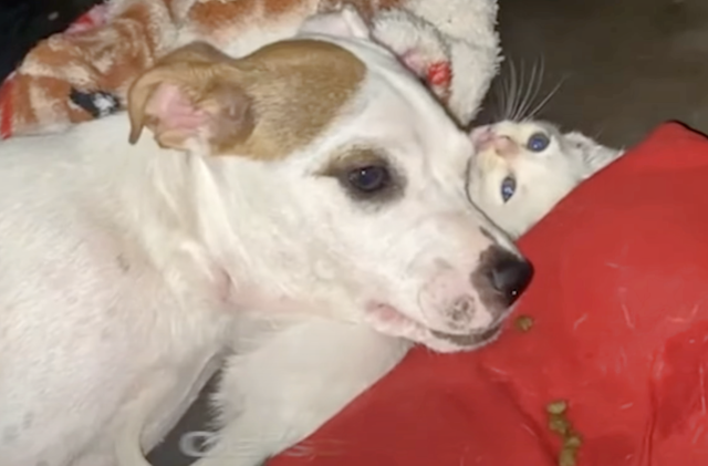 Woman Adopts Cat For Paralyzed Pup And It Works Wonders